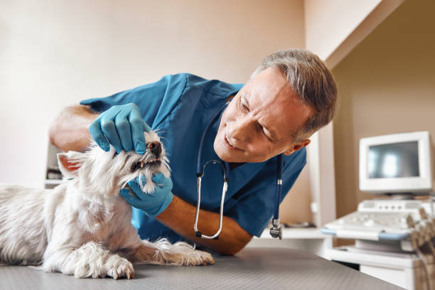 Best After-Hours Dental Care in Alamo, NV
